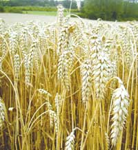 Историята на пшеницата