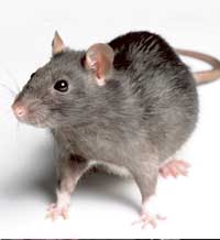 Без посока движението е в кръг