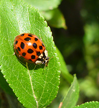 Екологични терминатори