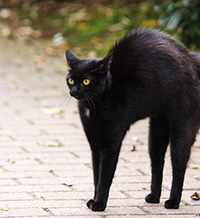 Кажете смело: „Не знам“