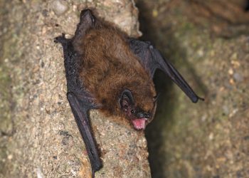 Виена чипира прилепите си