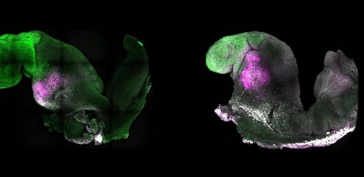 Учени създават синтетичен ембрион