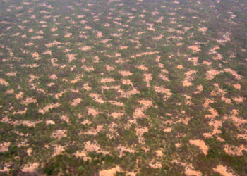 Семена от чия доказват модел на Тюринг