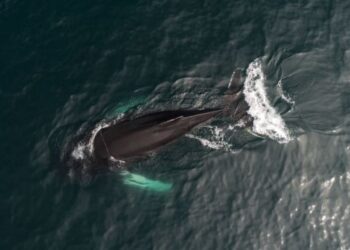 Китовете могат  да устоят на рака