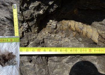 Палеонтолози с успешна експедиция до находището на динозаври край град Трън