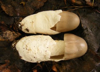 Открит е нов вид гъба в столичен парк