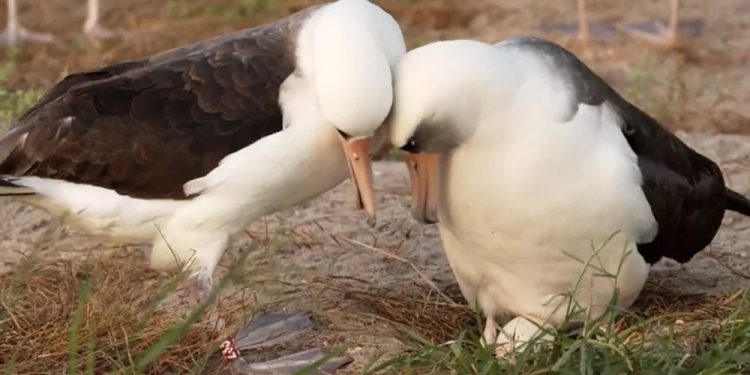 Най-старата известна дива птица снесе яйце на 74 години