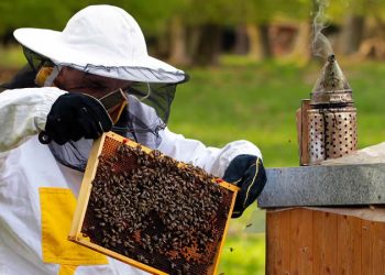 Пчеларството става защитена професия