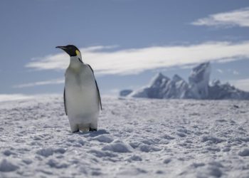 Климатични промени застрашават императорските пингвини